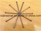 Wholesale Hardware Common Nails Iron Nails in China